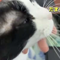 「たまらん」のテロップ写真