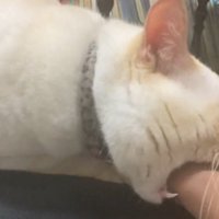 再度手を噛む猫