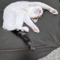 バンザイ寝する猫