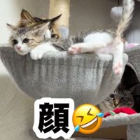 ボウル型ベッドのふちにあごを乗せるキジトラ白の子猫