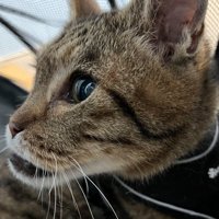 しゃくれている猫の顔