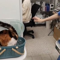 キャリーバッグの中へ