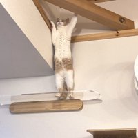 立つ猫