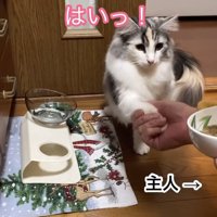 お手をする猫