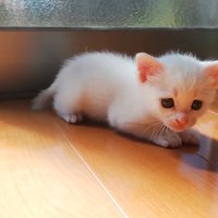 窓の近くにいる子猫