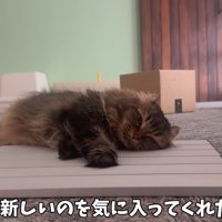 くつろぐ猫