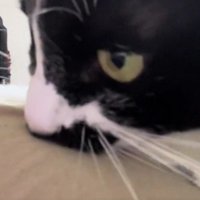 飼い主の服を噛む猫