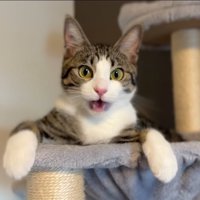 鳴いている猫