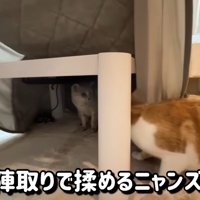 こたつの下でけんかを始める猫達