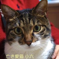 カメラ目線のキジ白「亡き愛猫小六」