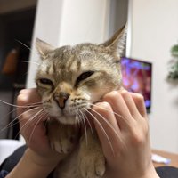 目を細める猫