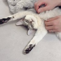 ばんざいする猫