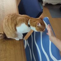 飼い主の手を見る猫