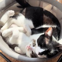 ハンモックで寝る成猫と子猫