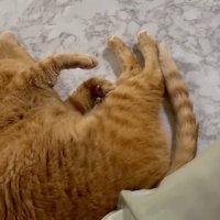 ゴロン