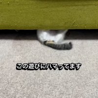 ソファ下に入る子猫