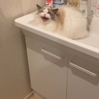 洗面台でお返事する猫さん