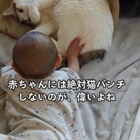 赤ちゃんと猫