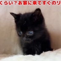 黒猫の子猫