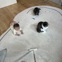粘着クリーナーを見つめる猫と赤ちゃん