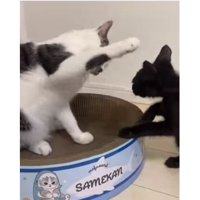 猫と子猫のケンカ