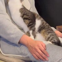 飼い主の膝の上で飼い主の顔を見上げる猫
