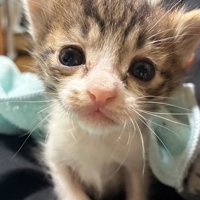 子猫の顔