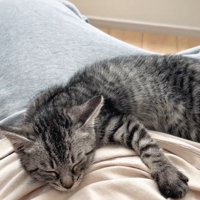飼い主のおなかの上で眠る猫