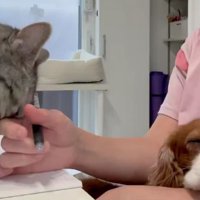 犬を抱っこしている女性と猫