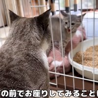 ケージの中の威嚇をする子猫を見ている大人猫