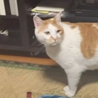 振り返る猫