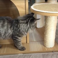 遊んでいる子猫たち