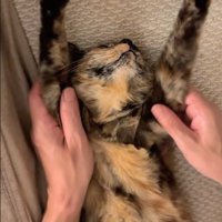 仰向けに寝ている猫