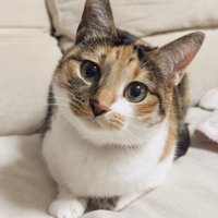 首をかしげるこはくちゃん