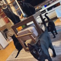 6匹の黒猫