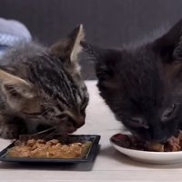 ごはんを食べる2匹の子猫