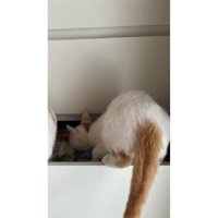 引き出しにいる猫たち