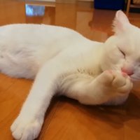 毛づくろい
