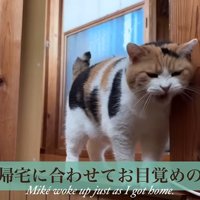 ニャッ