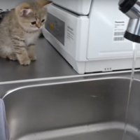 水が気になる子猫