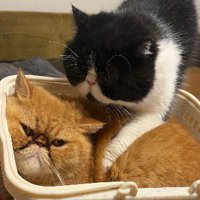 カゴに入る茶色い猫と覆いかぶさる白黒猫