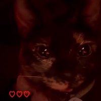 鳴き声を出す猫