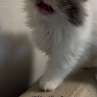 ソファで飼い主に向かって鳴く子猫