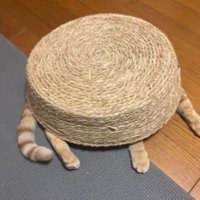 かごに入っている猫
