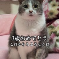 座る猫