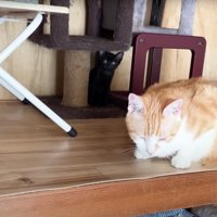 押し入れにいる成猫と子猫