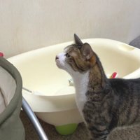 ベビーベッドと猫