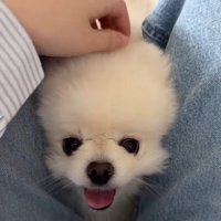 足の間から顔を覗かせる犬