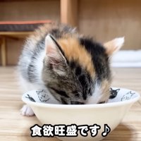ごはんを食べる子猫