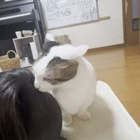 人の頭にお口を寄せる猫ちゃん（毛づくろい中）